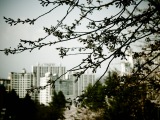 Cherry Blossoms in Gwangju