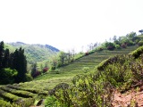 Boseong Green Tea Plantation